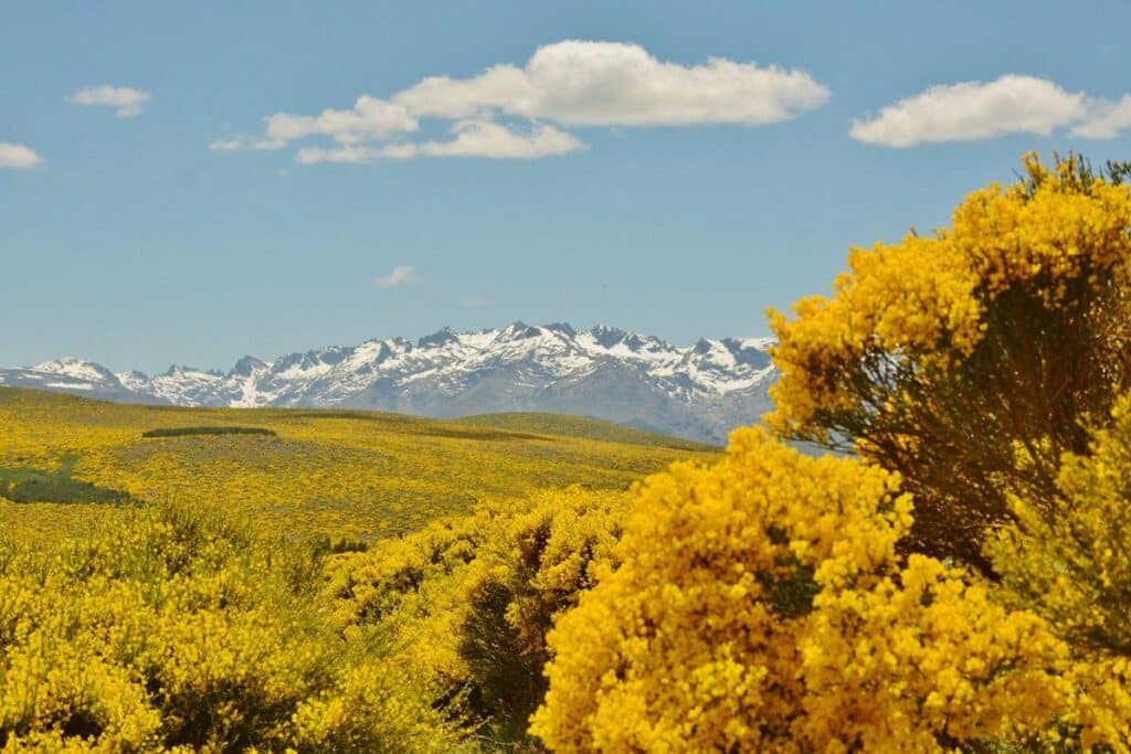 piornos en flor gredos